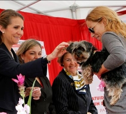 La Infanta acaricia a un perro en la mesa de cuestación del Día de la Caridad