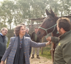 Doña Sofía acaricia un caballo De las Retuertas, la raza equina más antigua de Europa