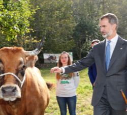 Su Majestad el Rey acaricia una vaca durante un breve encuentro con jóvenes ganaderas