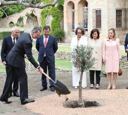 Don Felipe durante la plantación del “Olivo de la Paz de Yuste”