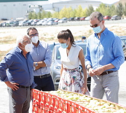 Sus Majestades los Reyes en la zona de recolección de peras de la Cooperativa de frutas "La Carrichosa"