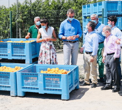 Sus Majestades los Reyes en la zona de recolección de melocotones en la Cooperativa de frutas "La Carrichosa"