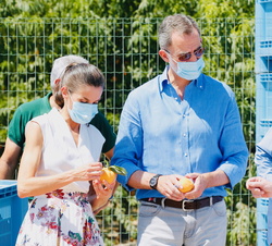 Sus Majestades los Reyes observan la fruta recolectada en la Cooperativa de frutas "La Carrichosa"