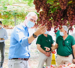 Don Felipe observa los racimos de uvas que están listos para ser vendimiados