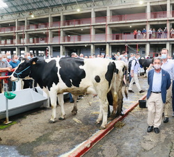 Don Felipe y Doña Letizia conocen la "zona de ordeño" del Mercado Nacional de Ganados