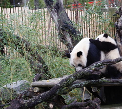Primera salida a la pradera de los gemelos de panda Jiu Jiu y You You