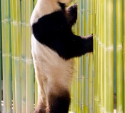 Uno de los dos osos panda gigantes