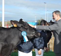 Don Felipe acaricia una de las vacas ganadoras de varios concursos nacionales e internacionales de ganado