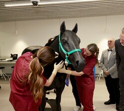Don Felipe observa una de las practicas sobre la maqueta de un caballo